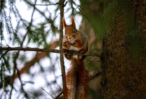 European squirrel on a spruce branch