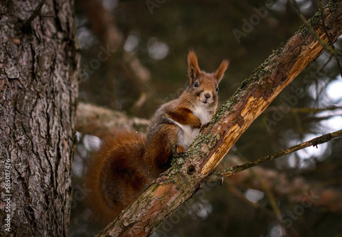European squirrel on a spruce branch