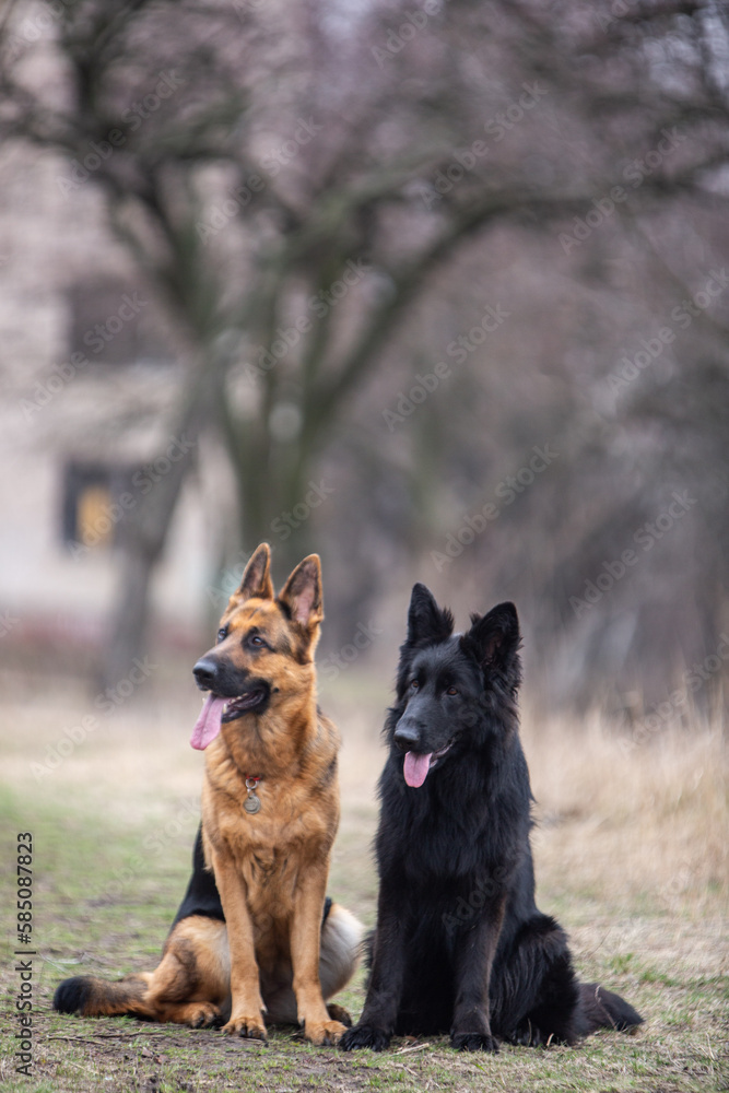 german shepherd dog