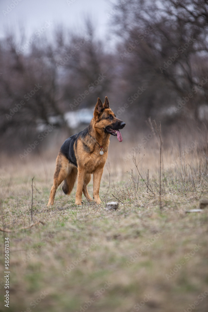 german shepherd dog