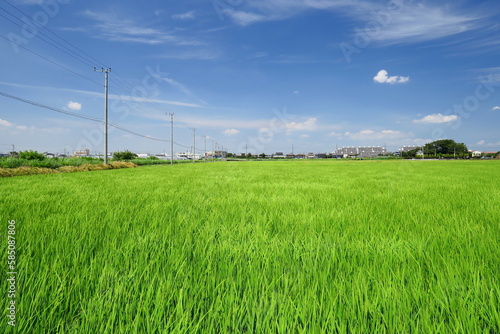 稲穂の付き始めた夏の風のある近郊の青田風景