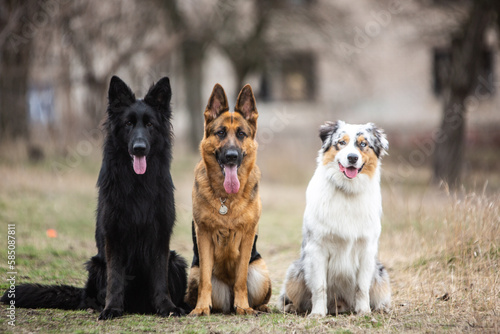 german shepherd dog