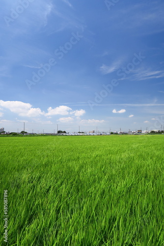 稲穂の付き始めた夏の風のある近郊の青田風景