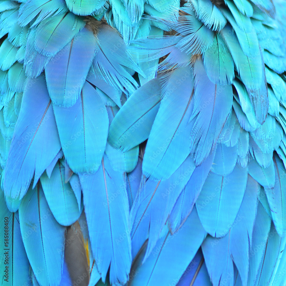 Obraz premium Macaw feathers