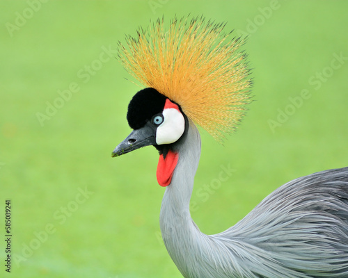 Grey Crowned Crane bird