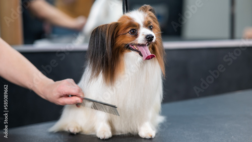 Caucasian woman combing a dog. Papillon Continental Spaniel with tongue hanging out at grooming. 