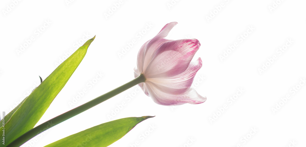 Blooming white magnolia flower on white background. Background of your ideas