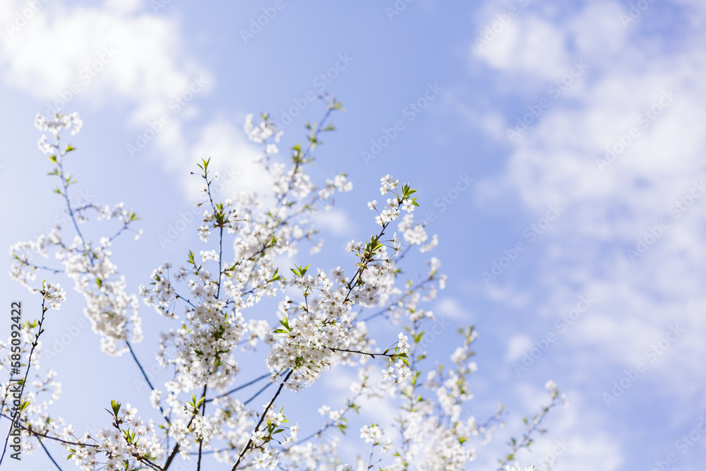 A branch of cherry blossoms on the background of the sky in spring