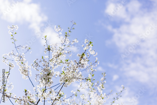 A branch of cherry blossoms on the background of the sky in spring