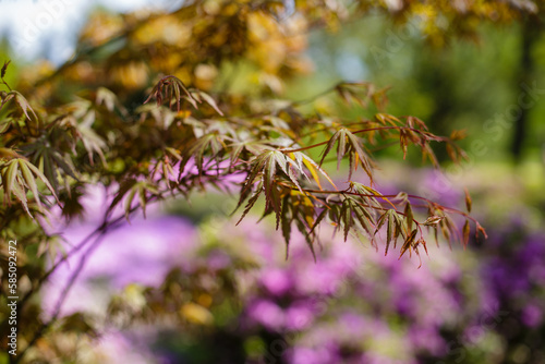 фотографія Acer palmatum, commonly known as palmate maple, Japanese maple or smooth Japanese-maple in spring park