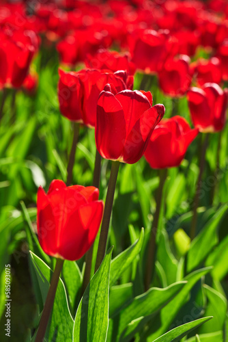 Beautiful multicolored tulip flowers bloomed in spring and give joy with their beauty.