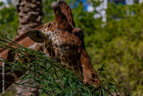 Canvas Print portrait of a giraffe in nature