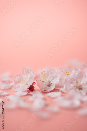 ピンクの背景と桜の花