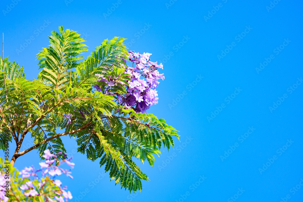 Spring flowering trees