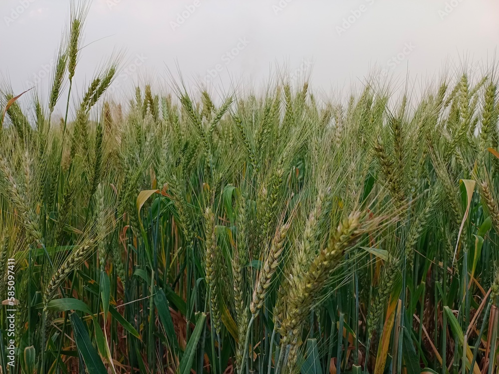 Fototapeta premium Common wheat plants growing in Punjab Pakistan 