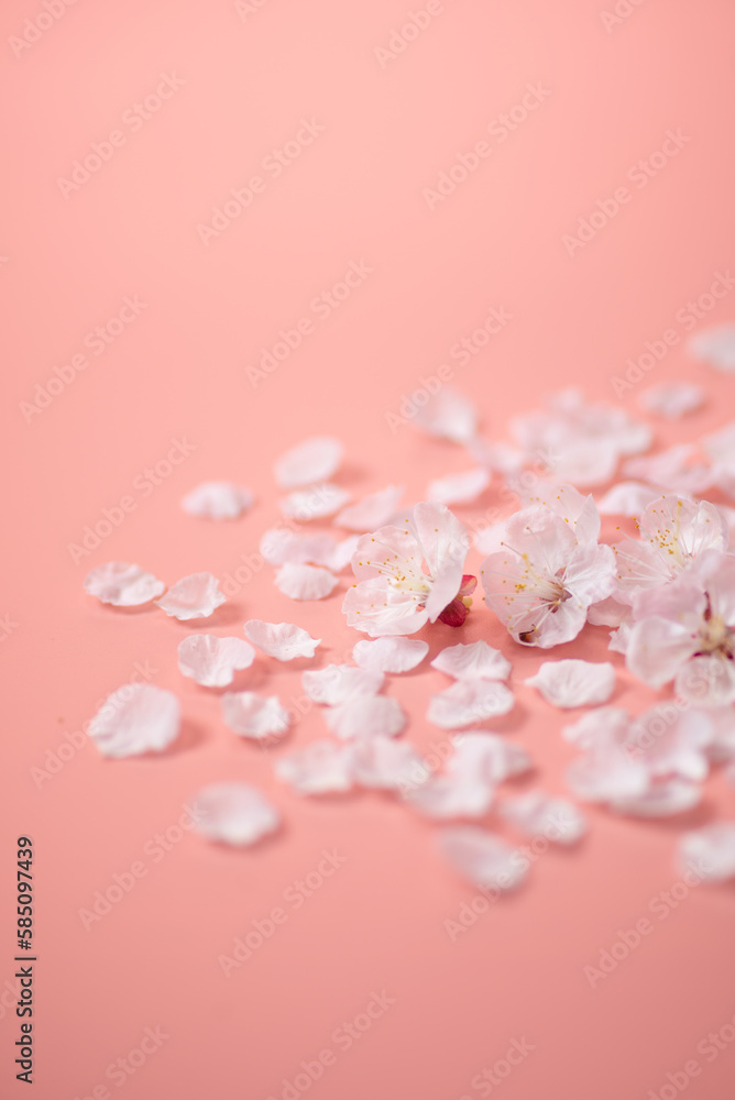ピンクの背景と桜の花 ピンクの背景と桜の花