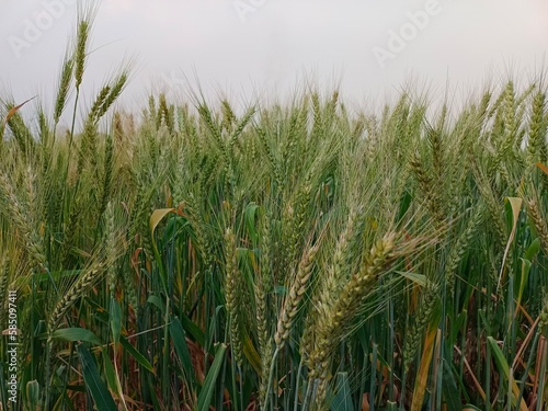 Common wheat plants growing in Punjab Pakistan 