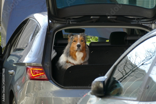 Pet in the city. Travelling with dog by car. Australian Shepherd, tri-colour. 