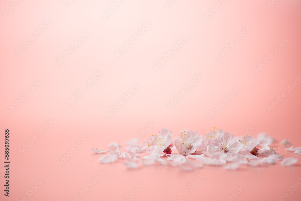 ピンクの背景と桜の花 ピンクの背景と桜の花