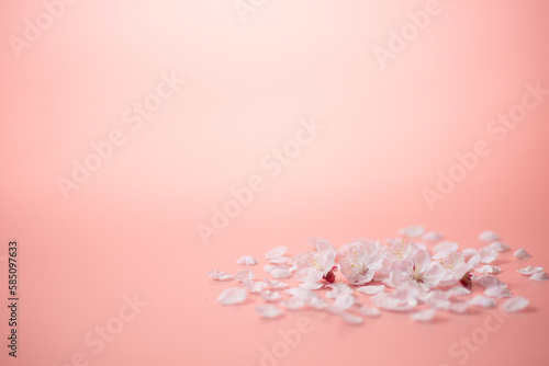 ピンクの背景と桜の花