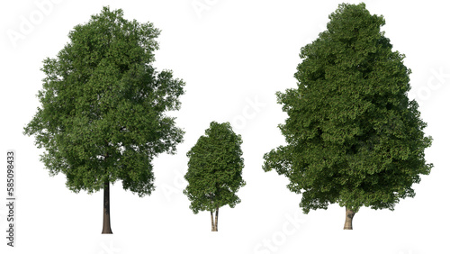 illustration of lush trees