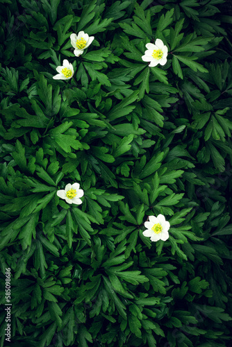 This photograph illustrates the diversity of green leaves that create a serene and natural backdrop. Each leaf has its own shape and texture, adding visual depth and richness. The green hues evoke a s