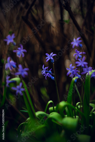 This photograph shows spring blue hyacinth flowers that symbolize hope and renewal. Each flower has its own vibrant shade of blue, creating visual depth and drawing attention to the details. 