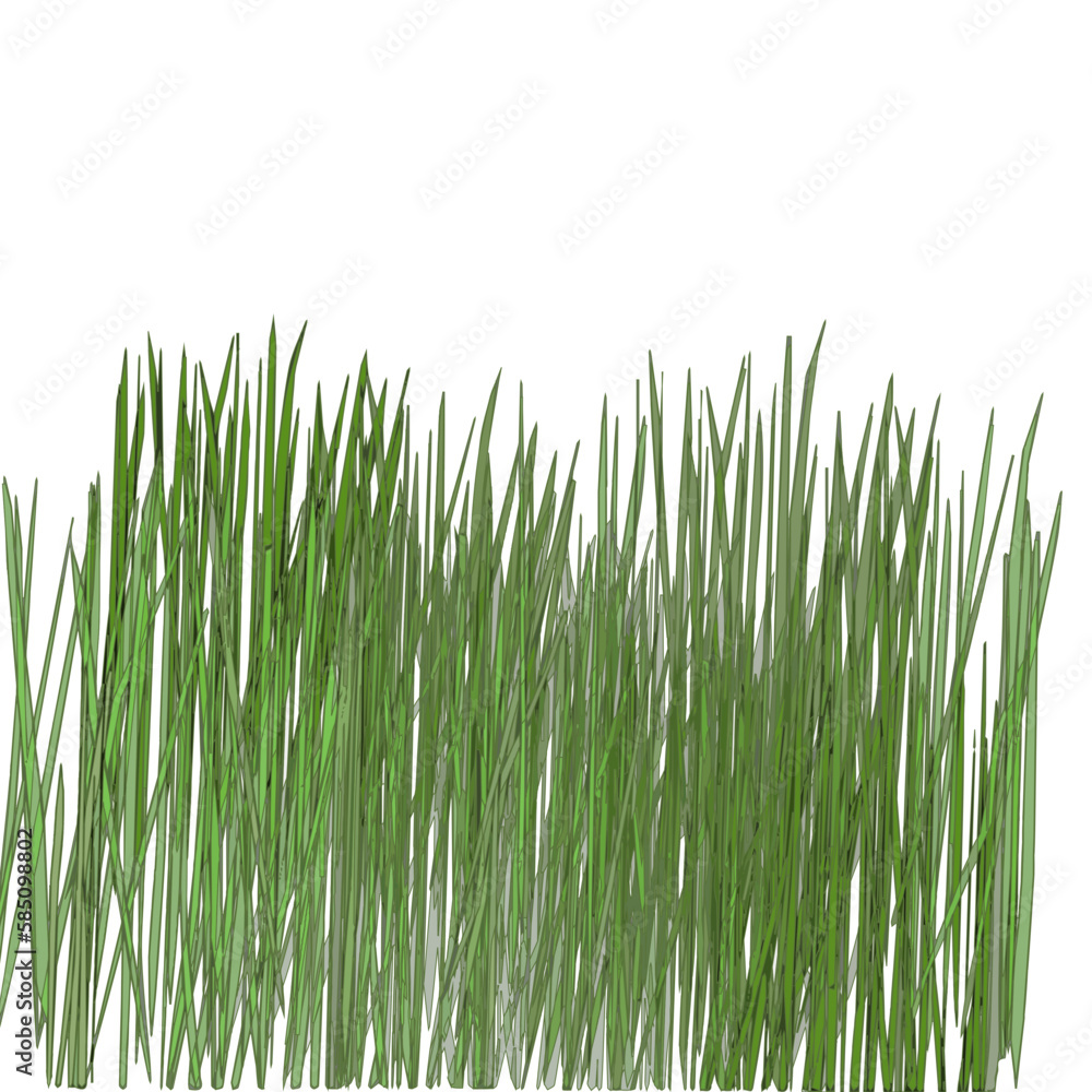green grass isolated on white green grass isolated on white