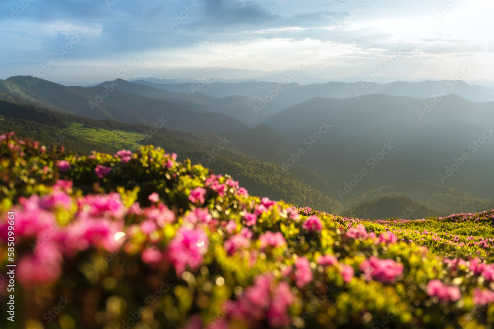 Magic pink rhododendron flowers blooming on green summer meadow. Incredible spring morning in Carpathisn mountains with amazing pink rhododendron flowers. Landscape photography