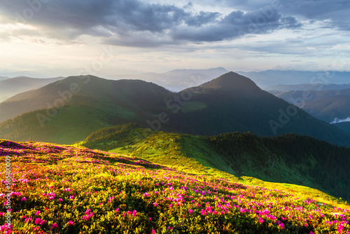 Fototapeta Naklejka Na Ścianę i Meble -  Incredible landscape with magic pink rhododendron flowers blooming in Carpathian mountains during sunrise