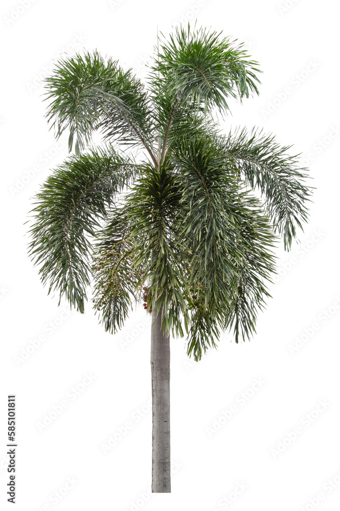 Manila palm tree is isolated on a white background. clipping path Manila palm tree is isolated on a white background. clipping path