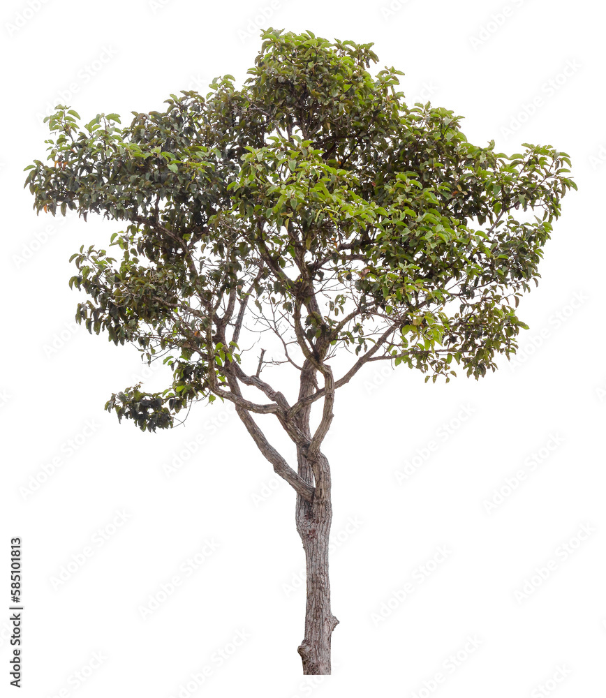 Green tree is isolated on a white background. clipping path Green tree is isolated on a white background. clipping path