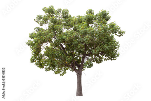 Green tree is isolated on a white background. clipping path