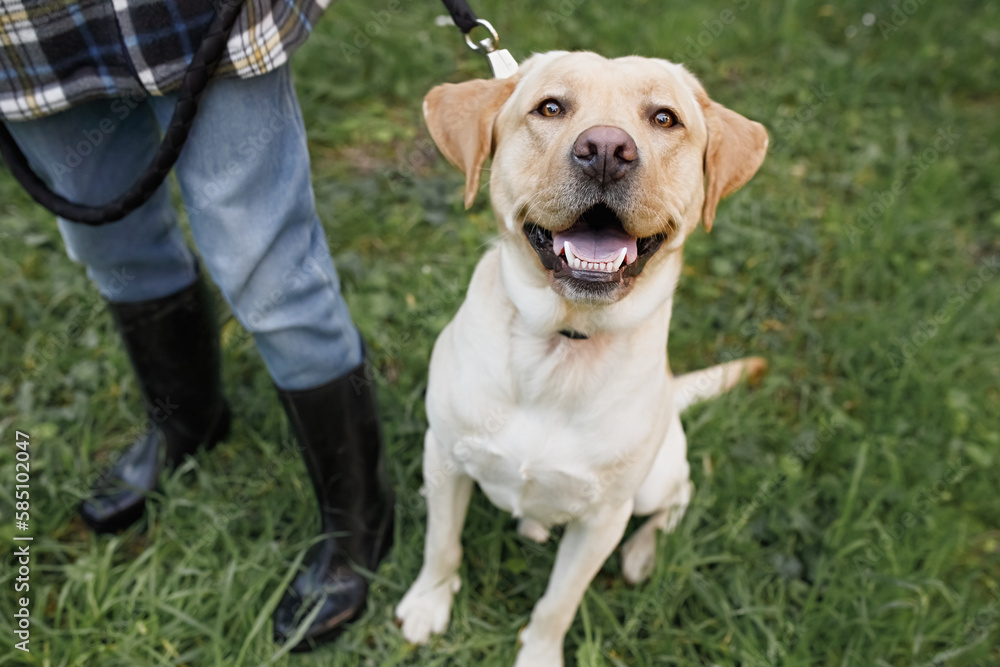 Satisfied and joyful muzzle of a Labrador on a walk with his owner, sincere smile, partial focus Satisfied and joyful muzzle of a Labrador on a walk with his owner, sincere smile, partial focus