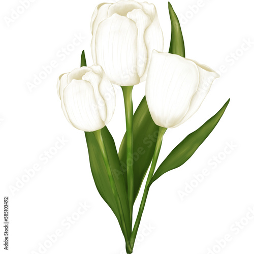 Watercolor white tulip flower bouquet illustration isolated on transparent background.wedding decoration,greeting cards,birthday,wallpaper,etc. #585103492