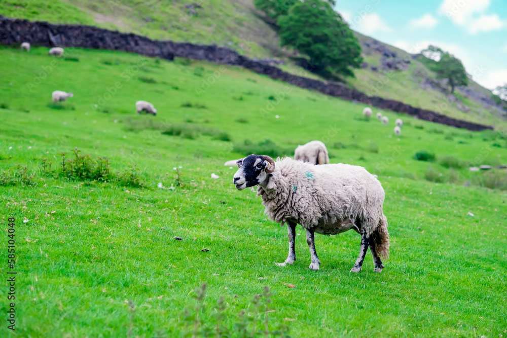 The grazing big sheep on the meadow in Peak District The grazing big sheep on the meadow in Peak District