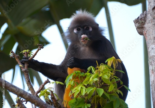 A female dusky leaf monkey with a baby eating leaf from a tree