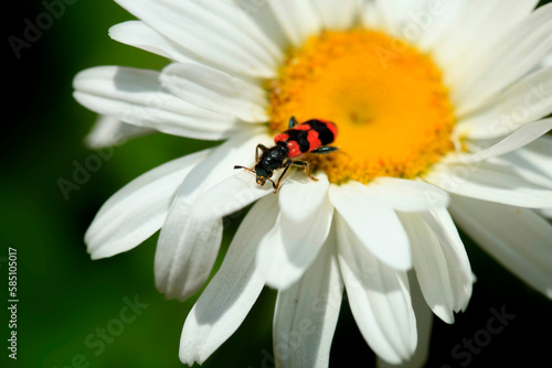 Striped bug sitting on white flower