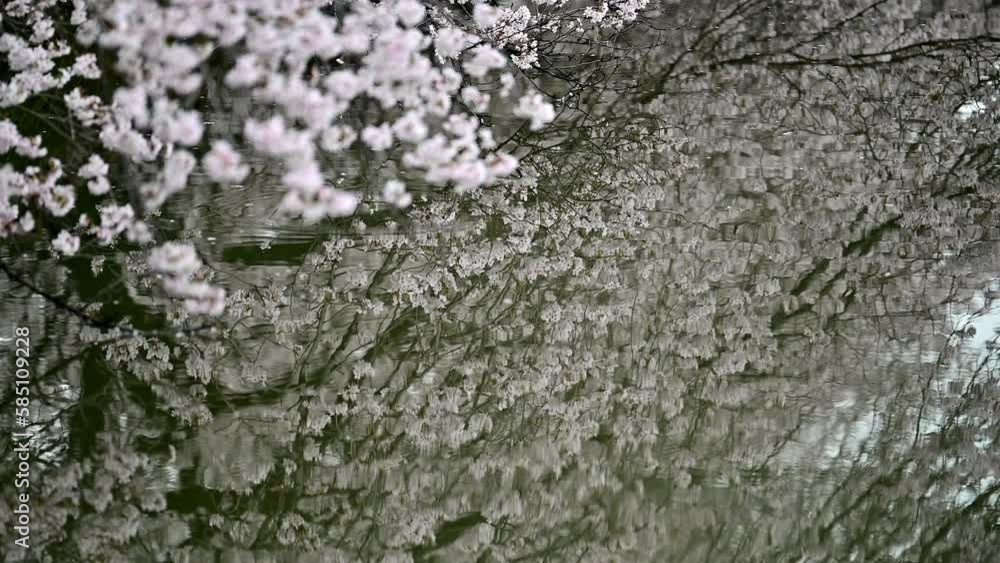 水路と桜並木 水路と桜並木