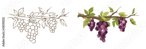 Grapevine - vector illustration. Design elements with a branch vine with leaves and black berries. Freehand drawing in watercolor style.	