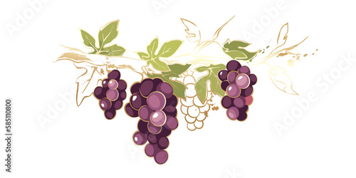 Grapevine  with golden brush strokes. Vector illustration, design elements with a branch vine with leaves and purple berries. Freehand drawing in watercolor style.