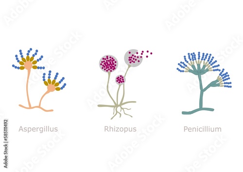 Simple illustration of three different microscopic fungus (Aspergillus, Rhizopus, and Penicillium)