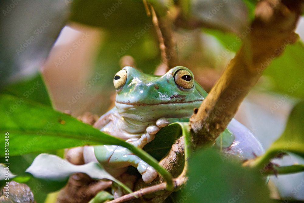 Obraz premium New Guinea giant tree frog (Litoria infrafrenata)