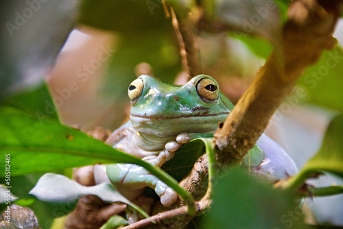 New Guinea giant tree frog (Litoria infrafrenata) photo