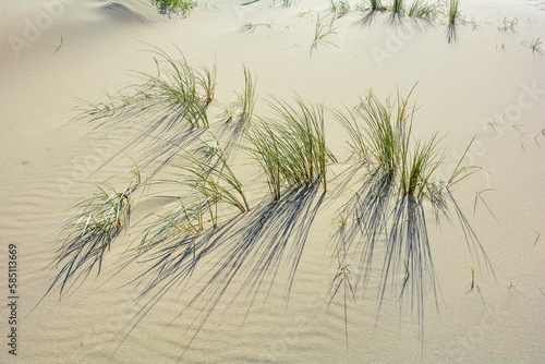 Dune grass blowing in the wind on the sandy beach