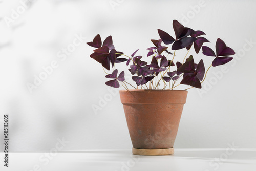 Oxalis triangularis or Purple shamrock photo