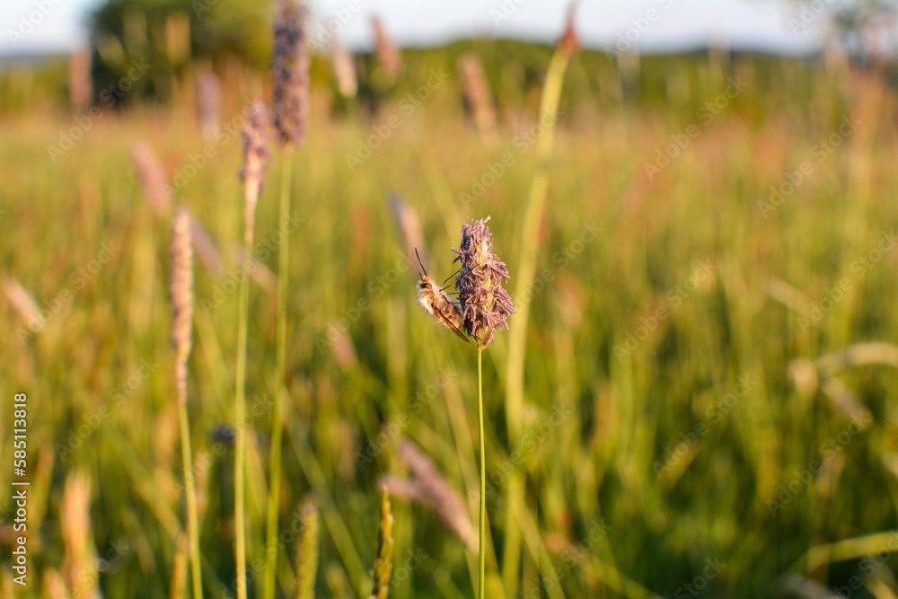 A large fly  on plant in nature