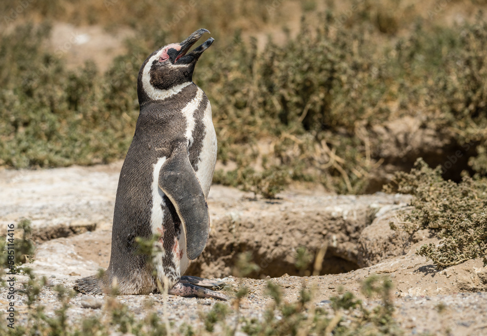 Fototapeta premium Magellanic penguin standing and making calling sound in Punta Tombo penguin sanctuary in Chubut province