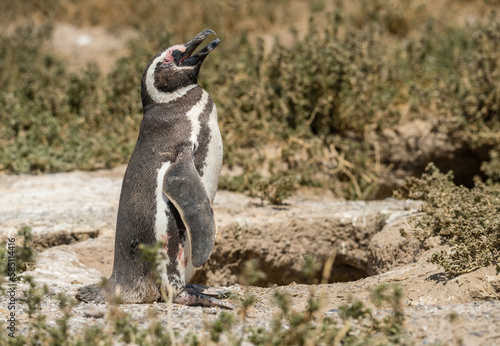 Magellanic penguin standing and making calling sound in Punta Tombo penguin sanctuary in Chubut province photo