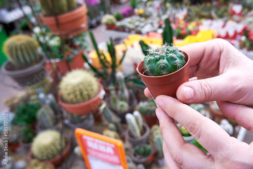 A small pot with a cactus in the hands of the buyer close-up. Buying a cactus from a plant store